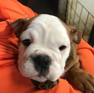 Meet your Posher, Jake